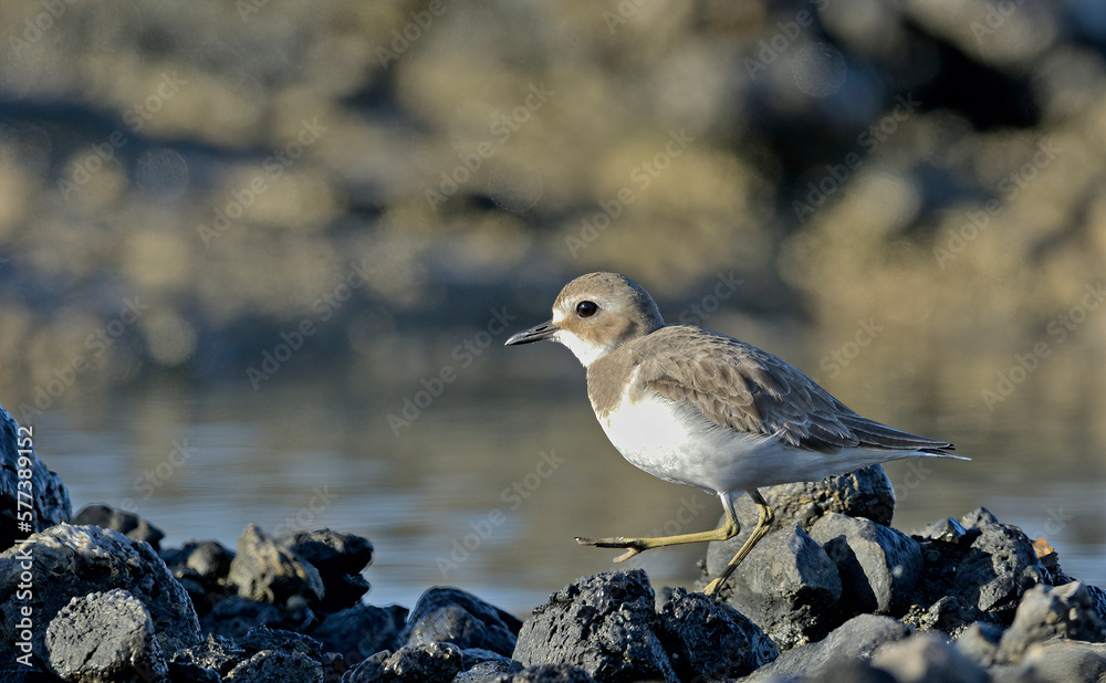 Greater Sand Plover (Charadrius leschenaultii), Greece Greater Sand Plover (Charadrius leschenaultii), Greece