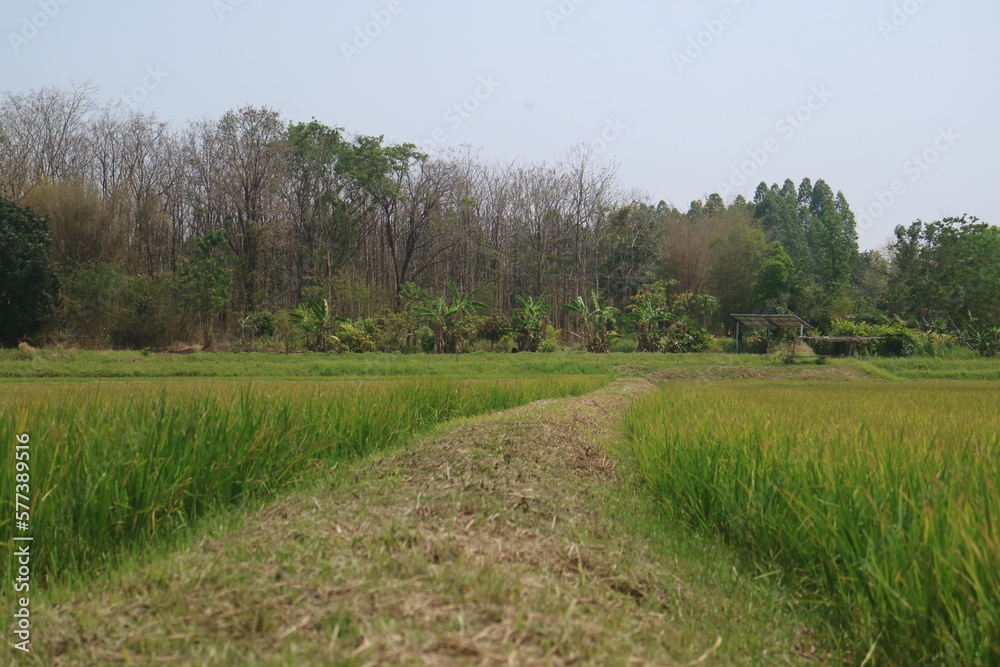 Footpath in the green field Footpath in the green field