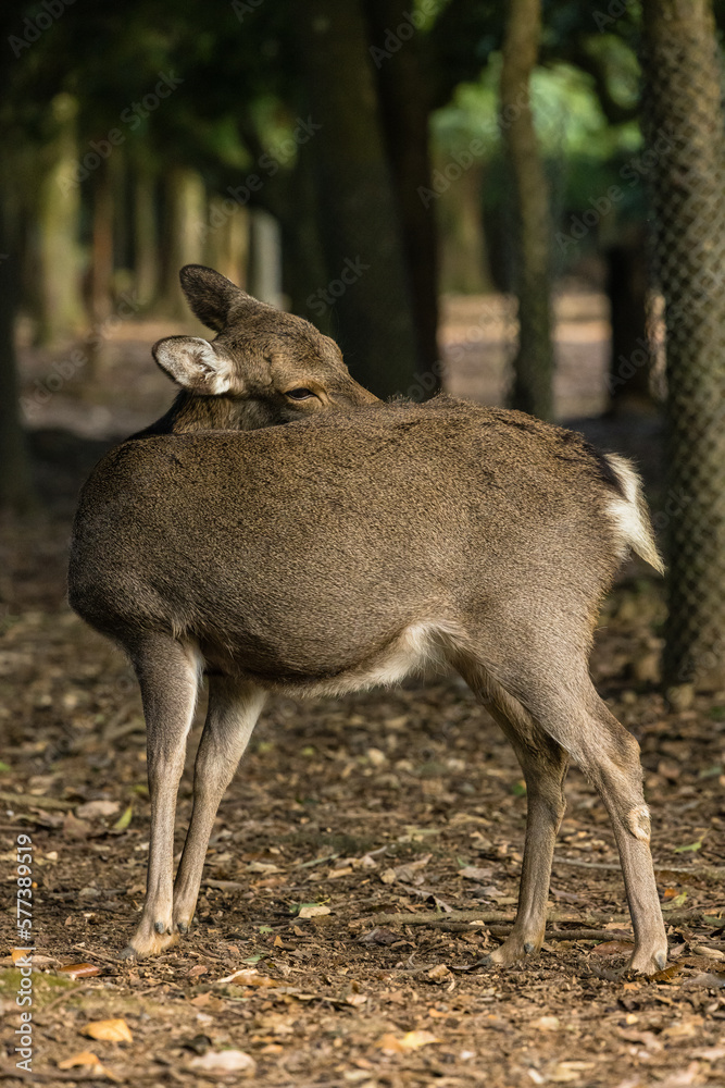 Fototapeta premium 日本 奈良県奈良市の奈良公園にいる野生の鹿
