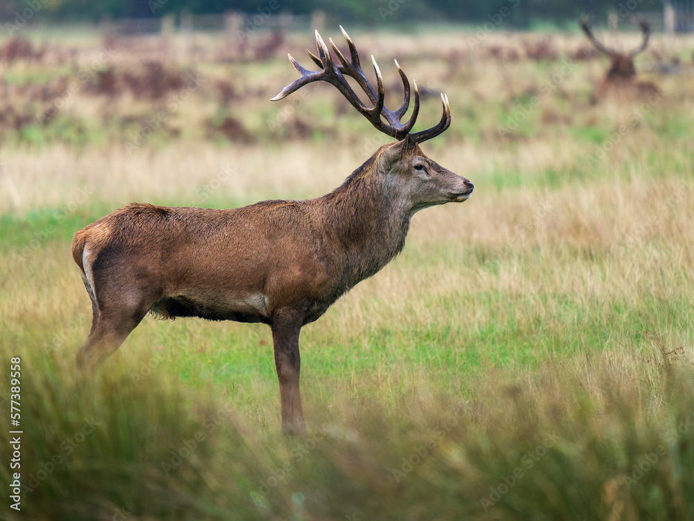 Red Deer Stag in a Meadow