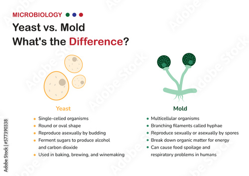 Microbiology infographics explain differences between yeast and mold, from their cellular structures and reproduction methods to their effects on food production and human health