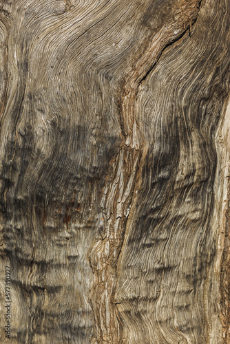 The vicissitudes of bark texture of thousand-year-old trees
