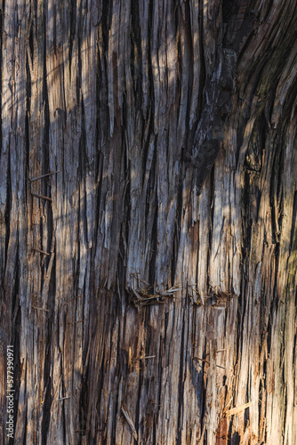The vicissitudes of bark texture of thousand-year-old trees
