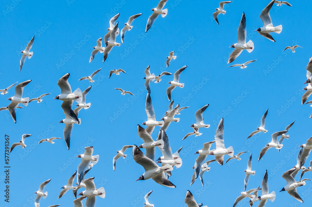 Obraz premium Black-headed Gulls (Chroicocephalus ridibundus) at colony