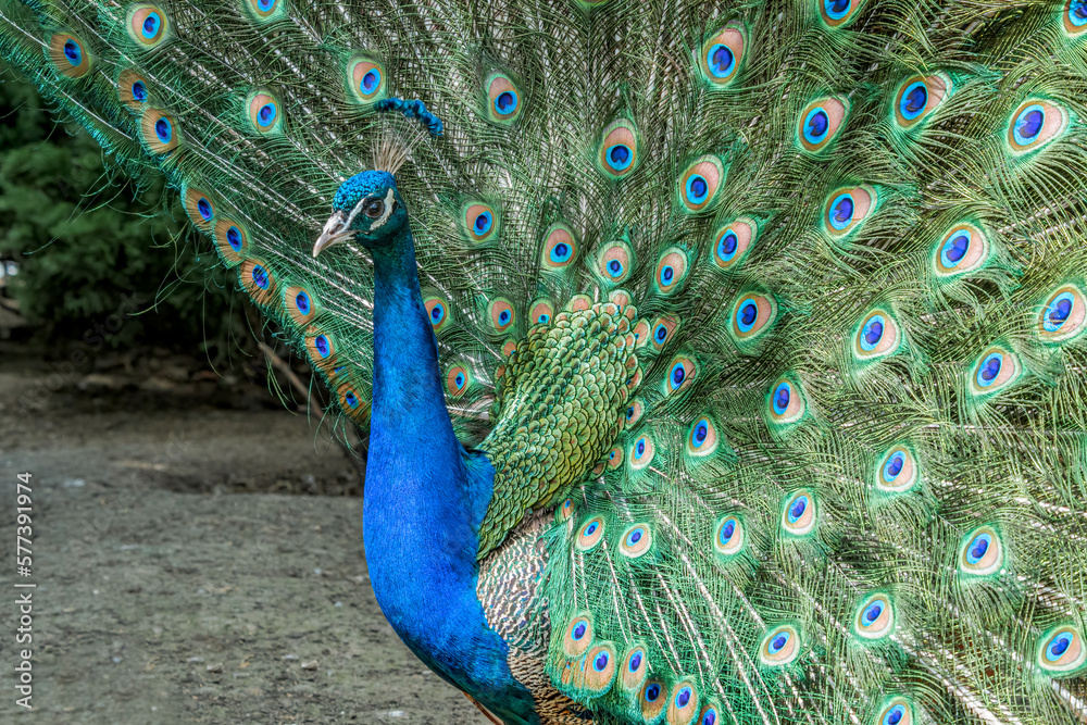 Fototapeta premium Feral Common Peacock (Pavo cristatus) in Los Angeles County arboretum, Los Angeles, California, USA