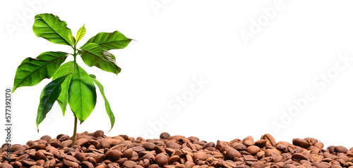 Fototapete Coffee beans and coffee plant, transparent background