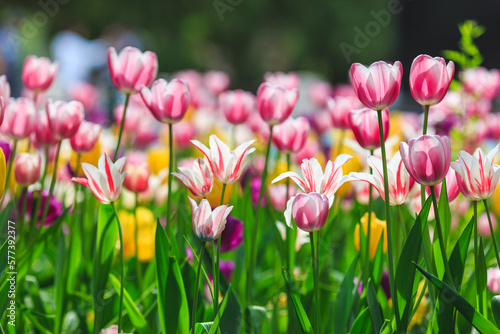 Fototapeta Naklejka Na Ścianę i Meble -  A large field of tulip flowers under the sunshine in spring