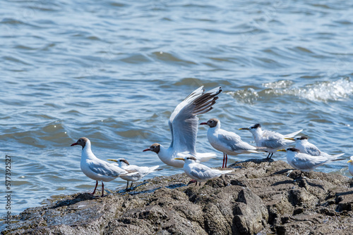 Brown-hooded Gulls (Chroicocephalus maculipennis) and Cayenne Terns (Thalasseus eurygnathus) by the bay, Montevideo, Uruguay photo