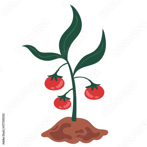 tomatoes plant cultivating farm