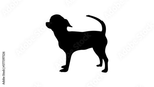 chihuahua silhouette