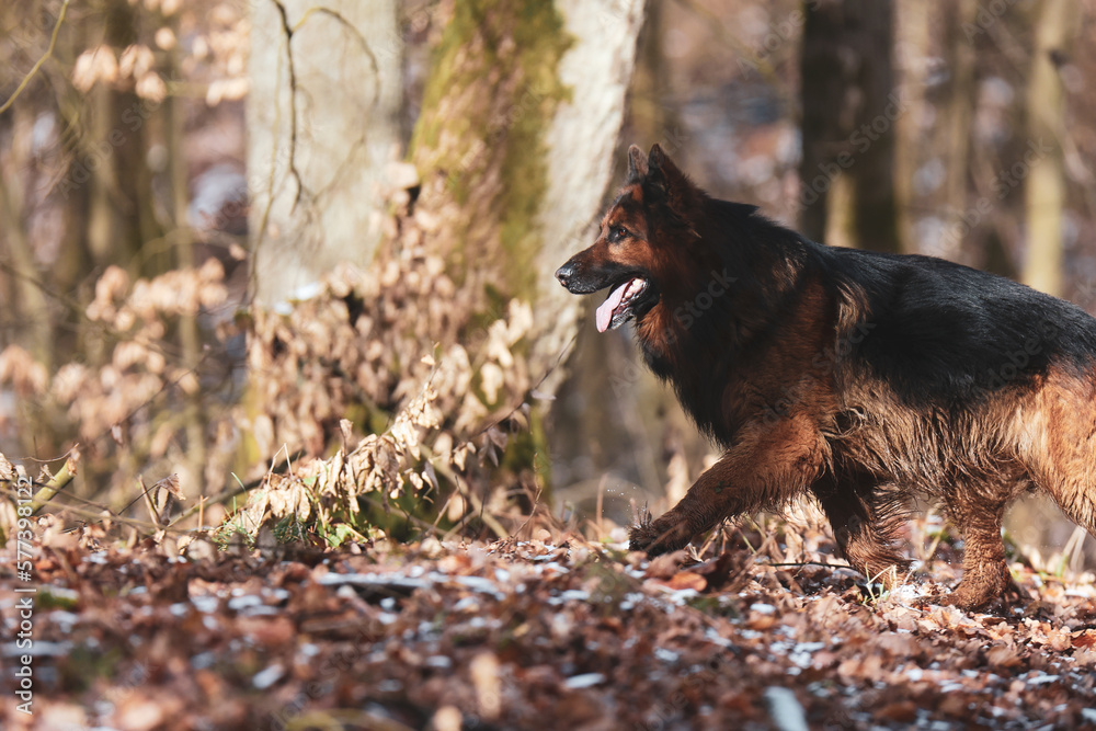 Owczarek niemiecki długowłosy
