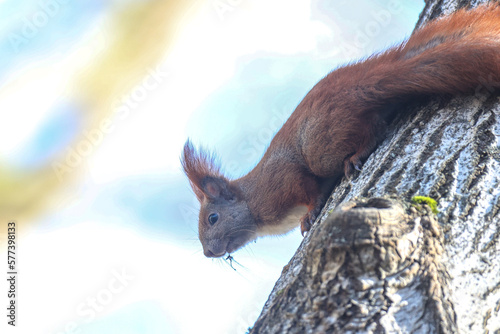 Wiewiórka ( Sciurus vulgaris ognevi ) photo