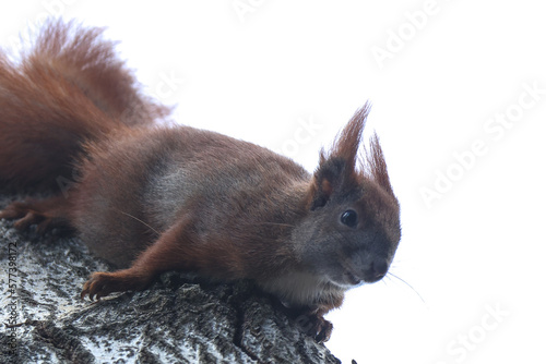 Wiewiórka ( Sciurus vulgaris ognevi ) photo