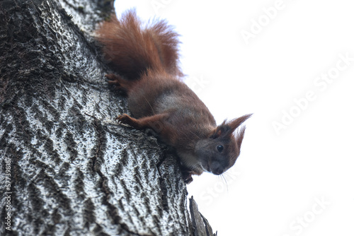 Wiewiórka ( Sciurus vulgaris ognevi ) photo