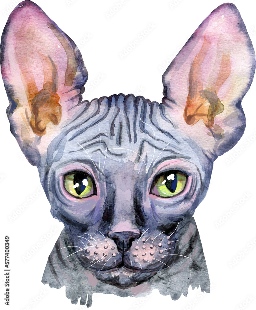 Cute cat. Cat for t-shirt graphics. Watercolor Sphynx cat breed illustration