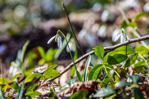 Snowdrops flower in spring forest