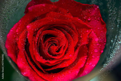 red rose with water drops on the petals close-up  
