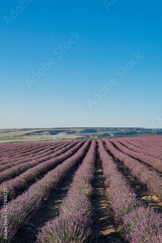 lavender field purple flowers in nature park
