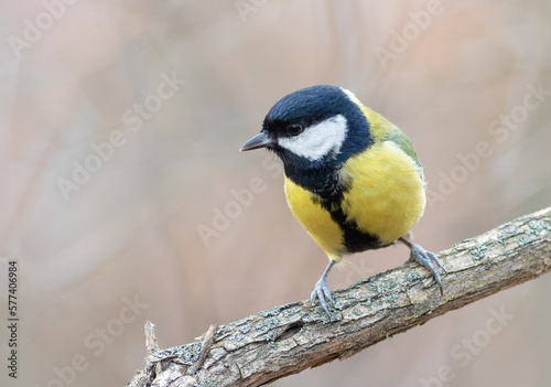 Great tit, Parus major. A bird sits on a thick branch