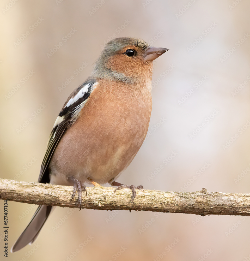 Common chaffinch, Fringilla coelebs. The male bird sits on a branch and looks away Common chaffinch, Fringilla coelebs. The male bird sits on a branch and looks away