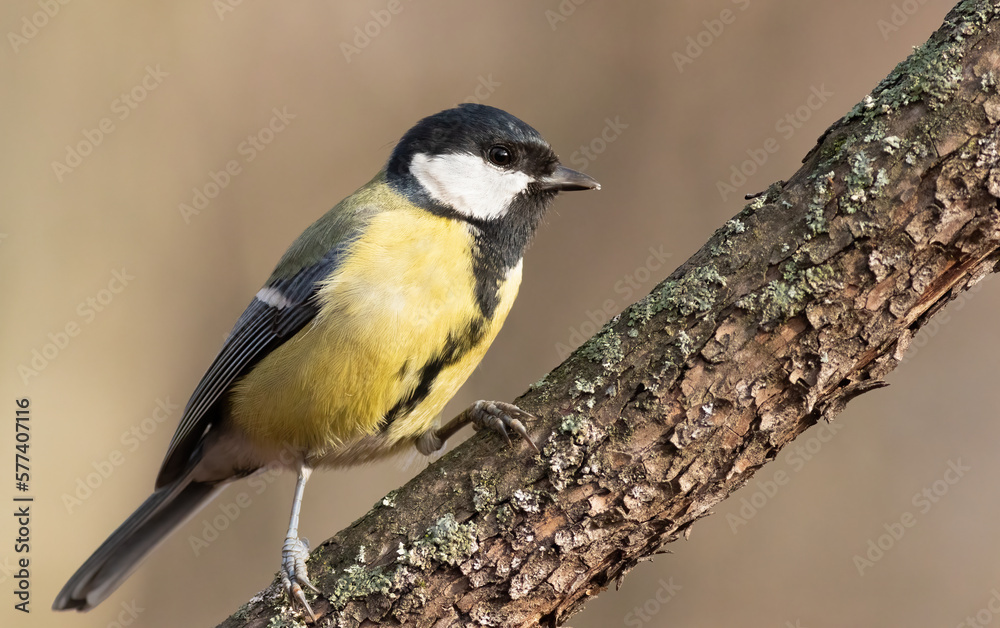 Great tit, Parus major. Early in the morning in the forest, a bird sits on a branch Great tit, Parus major. Early in the morning in the forest, a bird sits on a branch