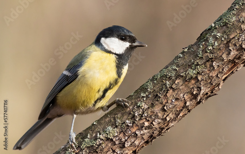 Great tit, Parus major. Early in the morning in the forest, a bird sits on a branch