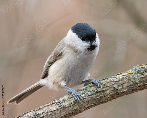 Marsh tit, Poecile palustris. A bird sits on a thick branch