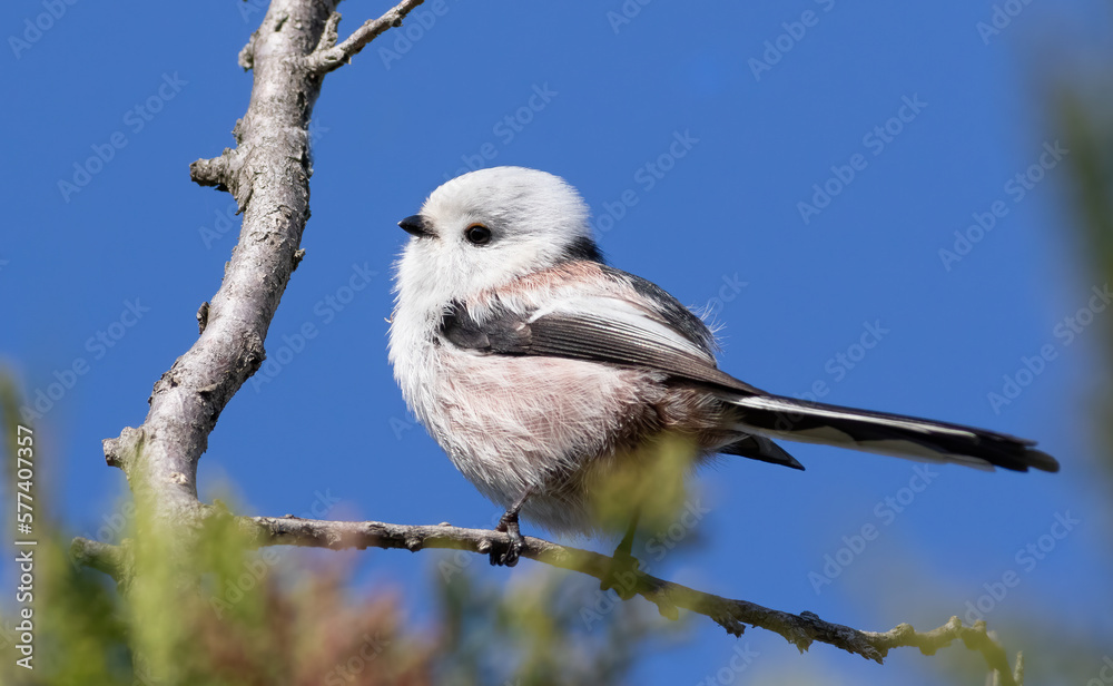 Obraz premium Long-tailed tit, Aegithalos caudatus. A bird sits on a branch against the sky
