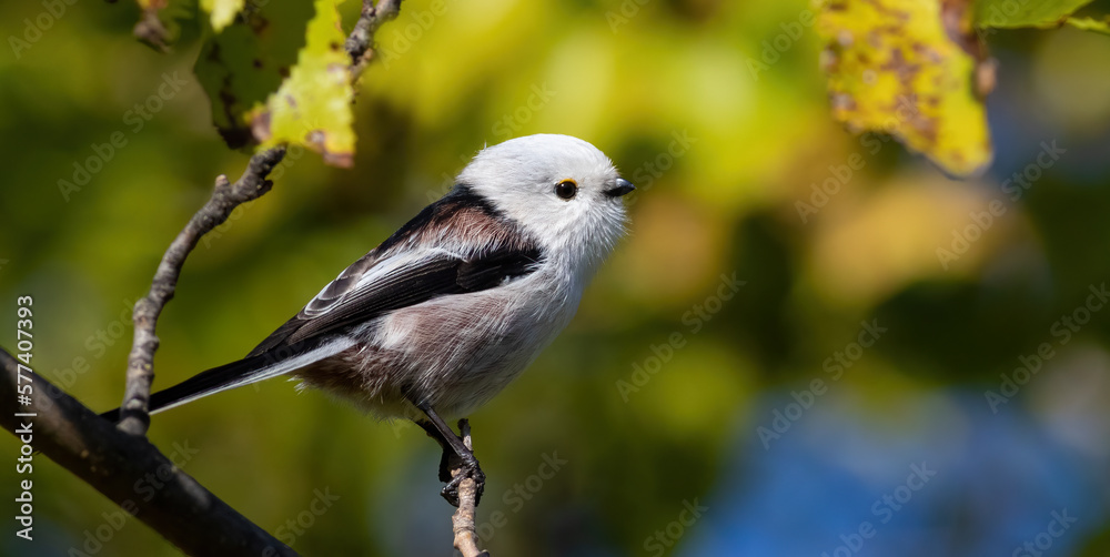 Long-tailed tit, Aegithalos caudatus. A bird sitting on a beautiful blurred background Long-tailed tit, Aegithalos caudatus. A bird sitting on a beautiful blurred background
