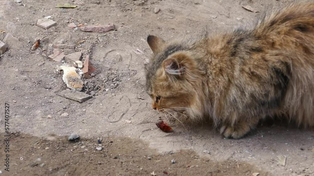 a cat eating chicken bone pieces on the street, street cats, a cat eating chicken bone pieces on the street, street cats,
