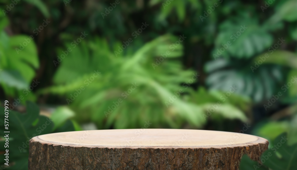 Wood podium table top outdoors blur green monstera tropical forest plant nature background.Beauty cosmetic healthy natural product placement pedestal display,spring or summer jungle paradise. Wood podium table top outdoors blur green monstera tropical forest plant nature background.Beauty cosmetic healthy natural product placement pedestal display,spring or summer jungle paradise.