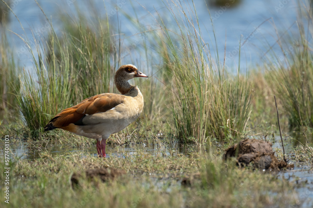 Egyptian goose stands in shallows in profile Egyptian goose stands in shallows in profile