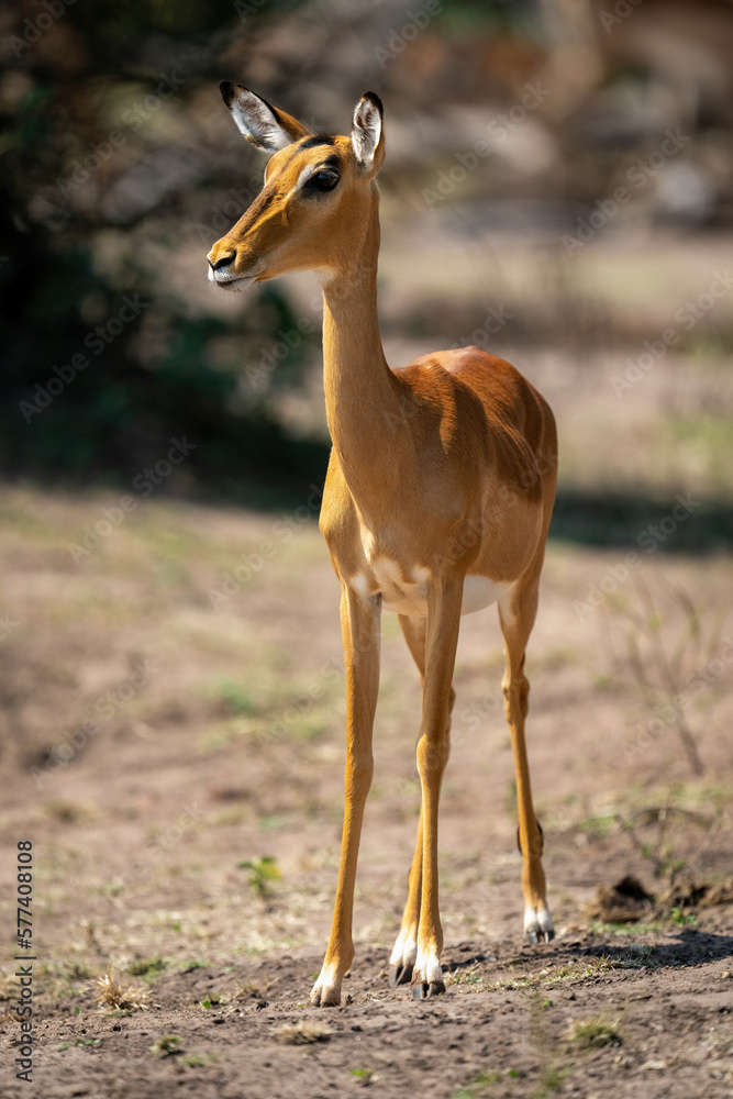 Female common impala stands sidelit watching camera Female common impala stands sidelit watching camera