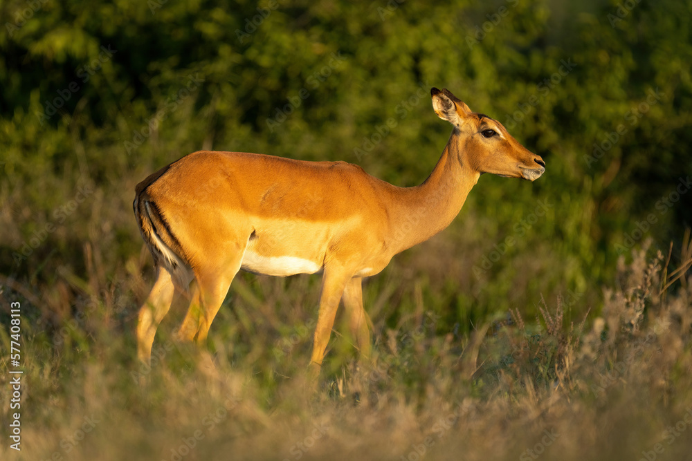 Female common impala stands in golden light Female common impala stands in golden light