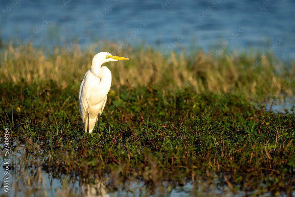 Fototapeta premium Great egret stands on plants in floodplain