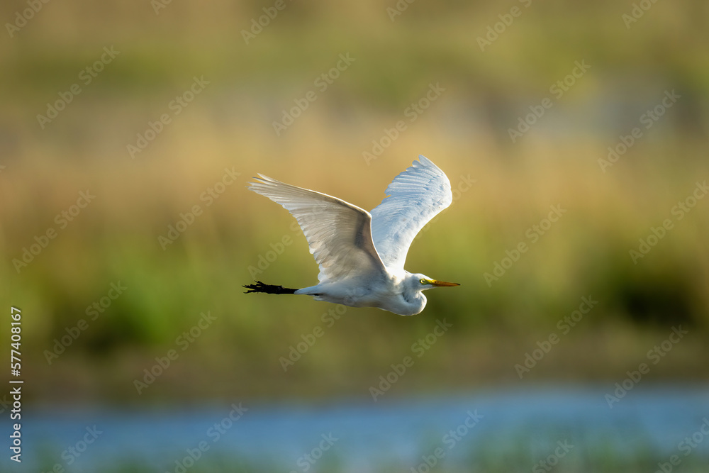 Great egret flies along river raising wings Great egret flies along river raising wings