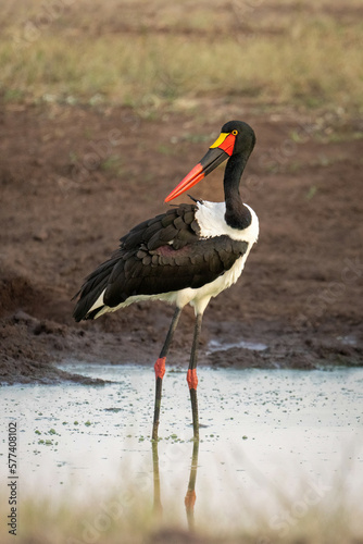 Female saddle-billed stork turns head in waterhole