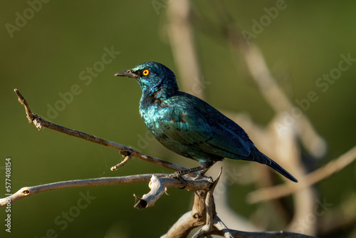 Greater blue-eared starling on tree in profile