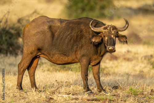 Fototapeta Naklejka Na Ścianę i Meble -  Female Cape buffalo stands staring toward camera