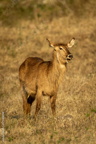 Female common waterbuck stands with open mouth