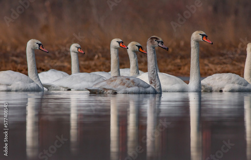 large waterfowl in its natural habitat, Mute Swan, Cygnus olor
