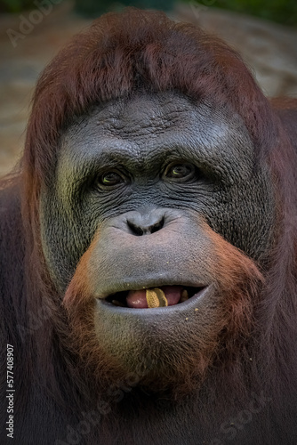 Closeup bornean orangutan