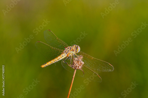 a anisoptera dragonfly sits on a stalk in a meadow