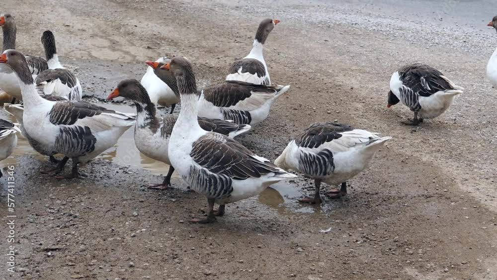 flock of geese feeding and moving, geese standing together, flock of geese, flock of geese feeding and moving, geese standing together, flock of geese,