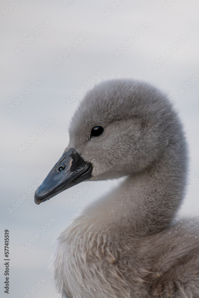 Close-up of a swan. Portrait of gray baby swan. Mute swan cygnet. Cygnus olor. Close-up of a swan. Portrait of gray baby swan. Mute swan cygnet. Cygnus olor.