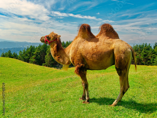 Valokuva double-humped camel in the meadow during summer season on Dolomite Trentino Alto