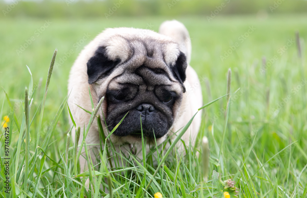 Portrait of a beige pug walking in the fresh green grass on the lawn Portrait of a beige pug walking in the fresh green grass on the lawn
