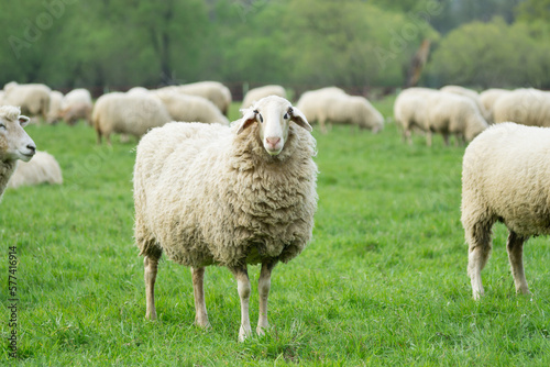 Isolated shot of a domestic sheep with lots of wool in a green meadow looking at you