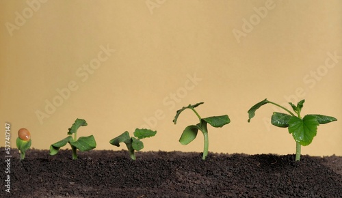 Young pumpkin plants on a yellow background. Theme of agriculture and spring preparatory planting.