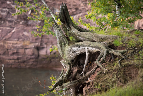 tree stump by the water